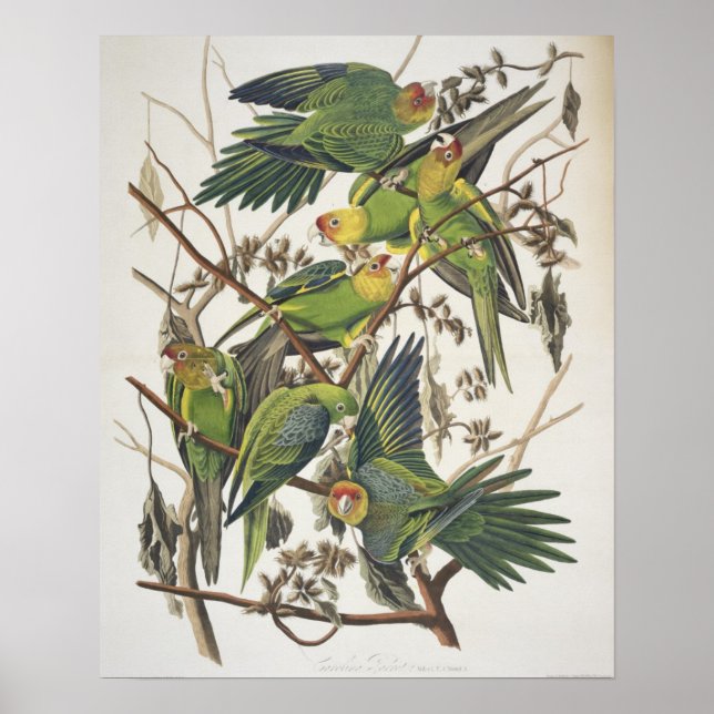 Pôster Carolina Parakeet, de 'Birds of America', 1829 (Frente)