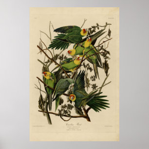 Poster Carolina Parrot das Aves da América de Audubon