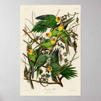 Pôster Carolina Parrot John Audubon Birds da América