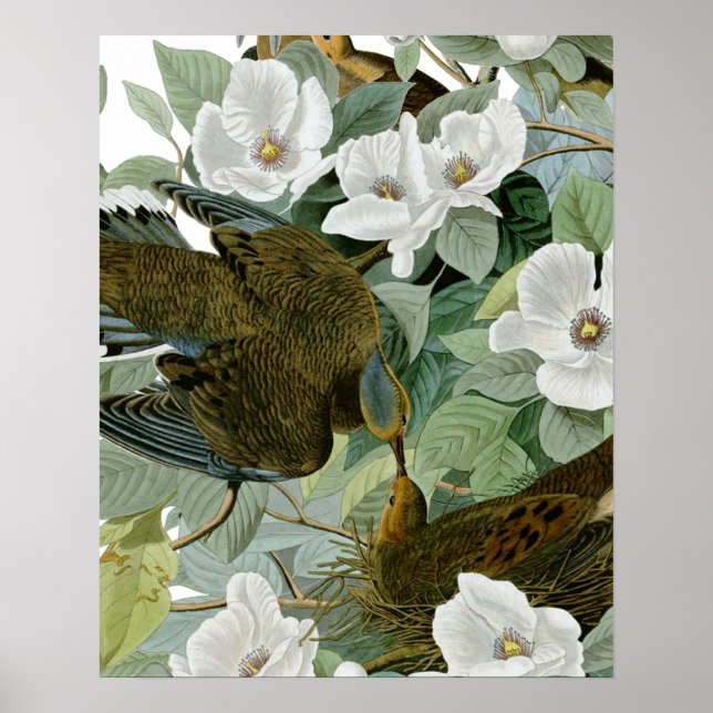 Poster Carolina Pigeon Audubon Morning Dove (Frente)