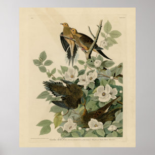Poster Carolina Turtle Dove Mourning Dove Audubon's Birds