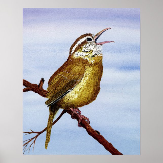 Poster Carolina Wren (Frente)