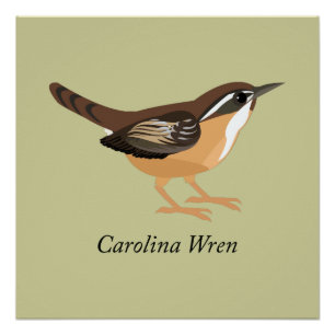 Pôster Carolina Wren