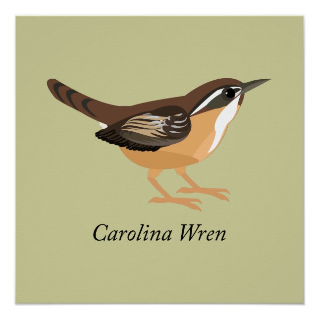 Pôster Carolina Wren (Frente)