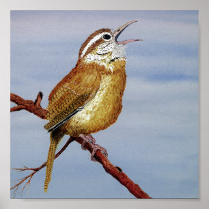 Poster Carolina Wren