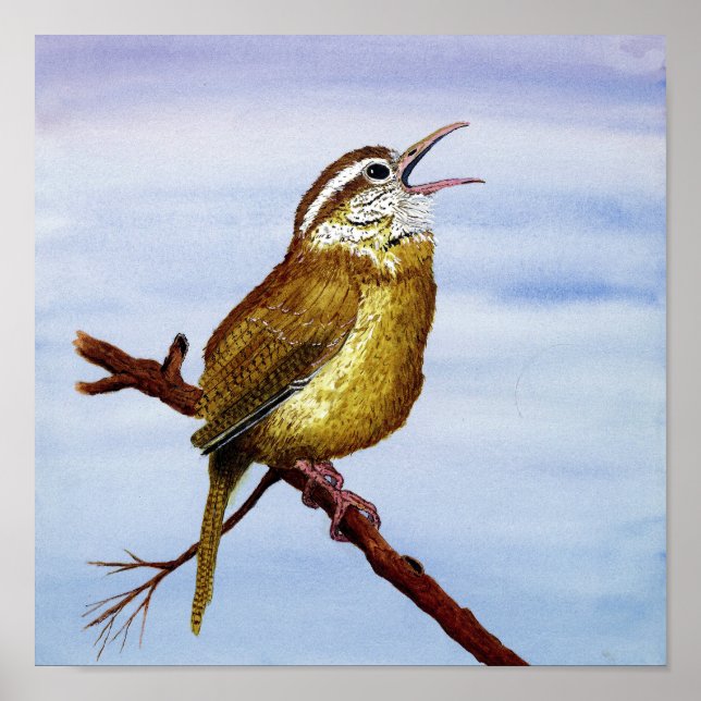 Pôster Carolina Wren Art (Frente)