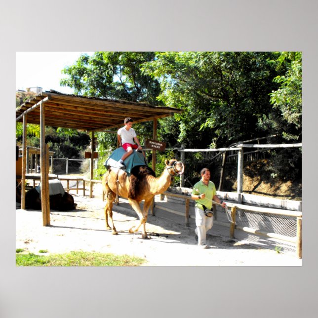 Poster Carona de camelo (Frente)