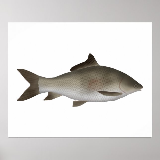 Poster Carpa de Península de Dedos (Frente)