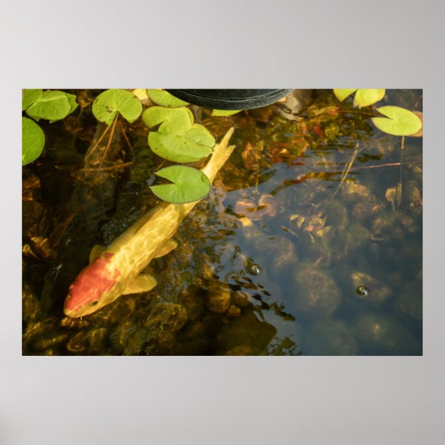 Poster Carpa Koi (Frente)