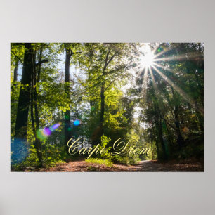 Poster Carpe Diem - Folhas coloridas brilhantes floresta