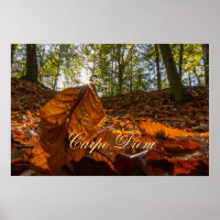 Carpe Diem - Folhas coloridas brilhantes floresta