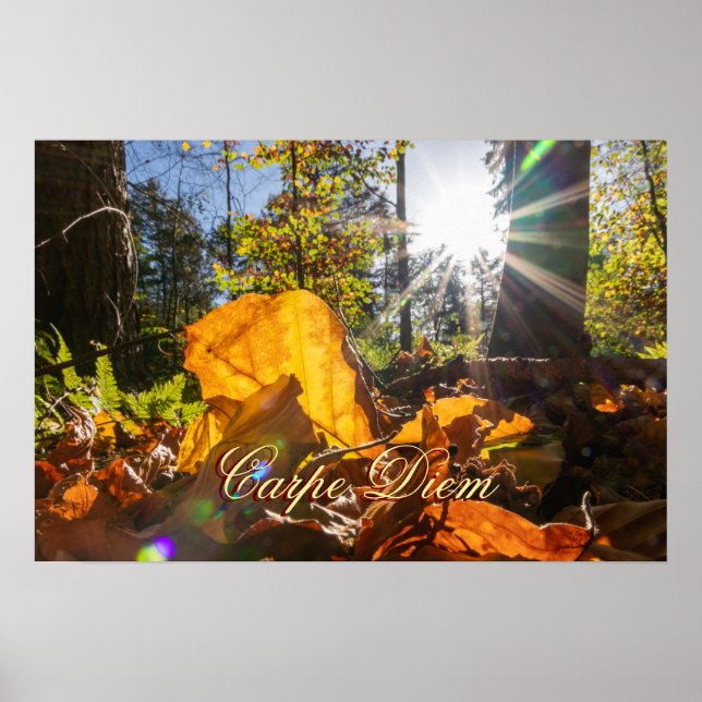 Poster Carpe Diem - Folhas coloridas brilhantes floresta (Frente)