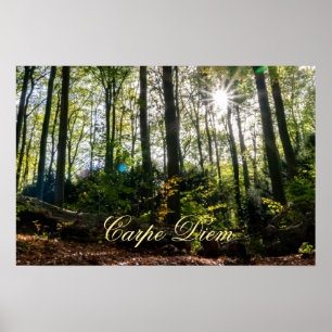 Poster Carpe Diem folhas coloridas brilhantes sunset da f