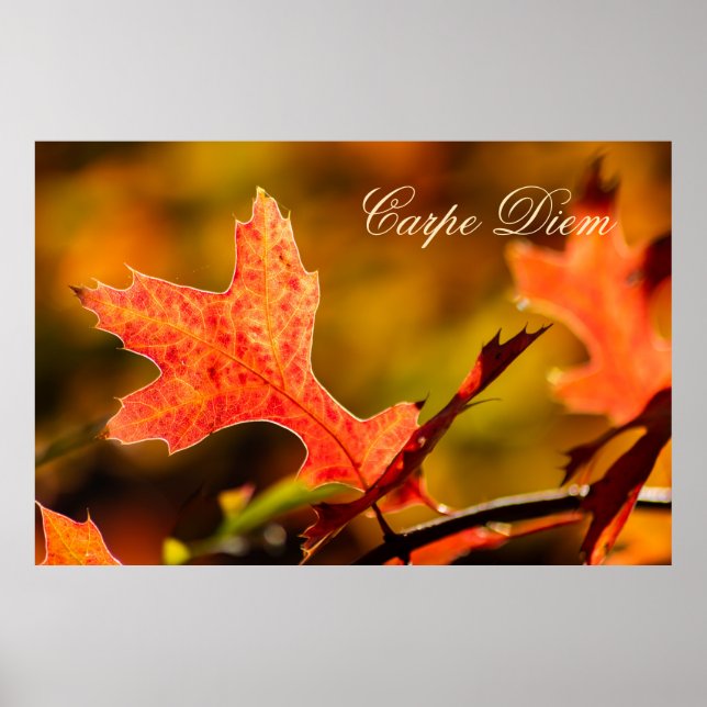Poster Carpe Diem personalizável com folha colorida Poste (Frente)