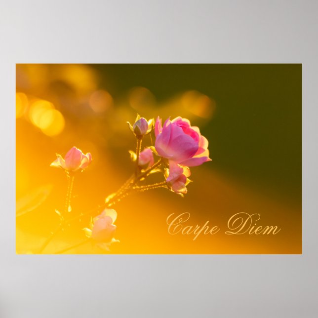 Poster Carpe Diem personalizável com rosa bonito! (Frente)
