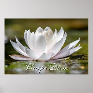 Poster Carpe Diem White Water Lily Flor