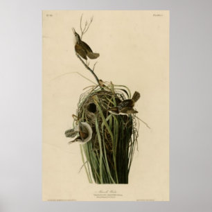 Poster Carriça de pântano