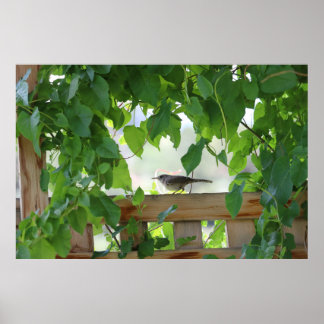 Poster Carriça no caramanchão