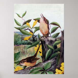 Pôster Carriças de Carolina e Jessamine amarelo