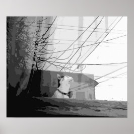 Poster Carrinho de Gato