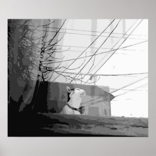 Poster Carrinho de Gato