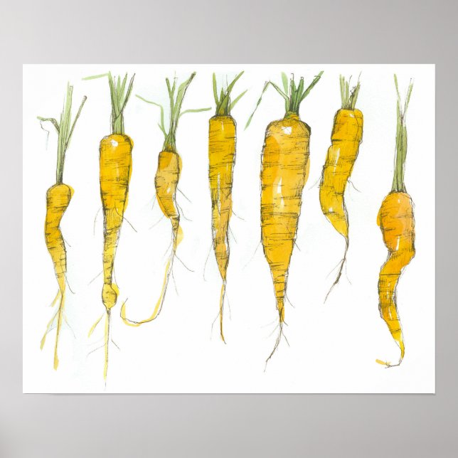 Poster Carrots Garden Vegetable Watercolor Ink Drawing (Frente)
