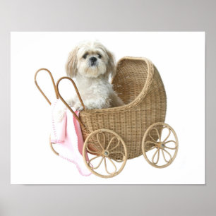 Poster Carruagem de bebê de Shih Tzu