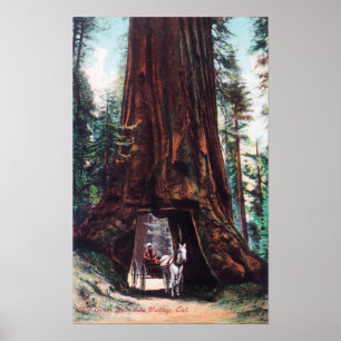 Pôster Carruagem viajando sob uma Sequoia Gigante