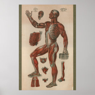 Poster Carta 1851 da anatomia do músculo do vintage