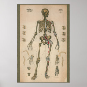 Pôster Carta 1851 esqueletal da anatomia do vintage