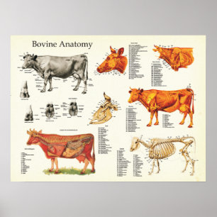 Pôster Carta anatômica bovina da vaca - 18" X 24"