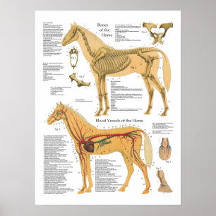 Poster Carta arterial esqueletal do veterinário da