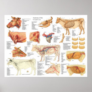 Poster Carta bovina 18" da anatomia do boi da vaca X 24"