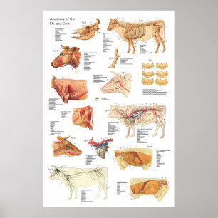 Pôster Carta bovina 24" da anatomia da vaca X 36"