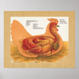 Pôster Carta da anatomia do músculo da galinha da galinh