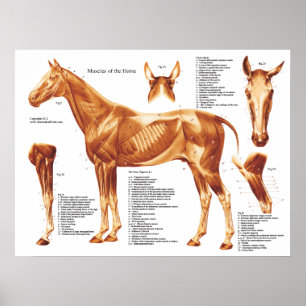 Pôster Carta da anatomia do músculo do cavalo