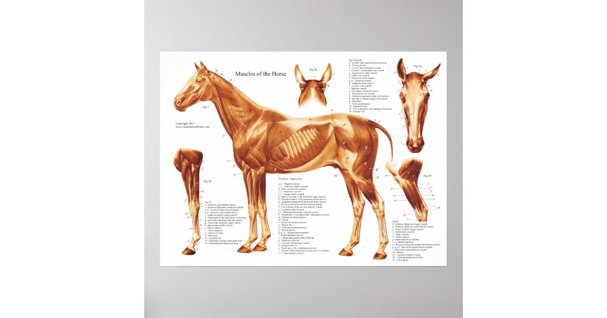 Pôster Carta da anatomia do músculo do cavalo  Zazzle.com.br