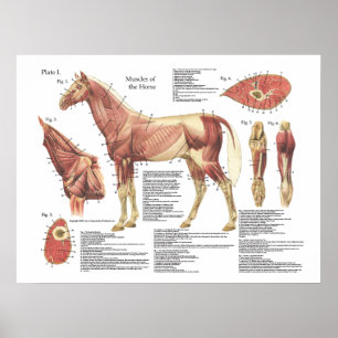 Poster Carta da anatomia do ombro do pescoço do músculo