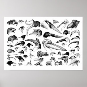 Pôster Carta das contas