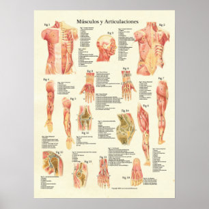 Pôster Carta do espanhol de Músculos Anatomia da anatomi