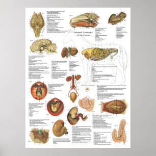 Pôster Carta do estômago do cérebro da anatomia dos