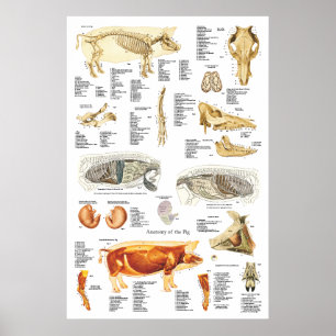 Pôster Carta do veterinário da anatomia do músculo