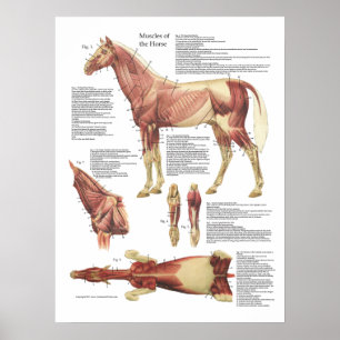 Poster Carta do veterinário da anatomia do músculo do