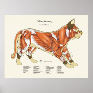 Poster Carta do veterinário da anatomia do músculo do