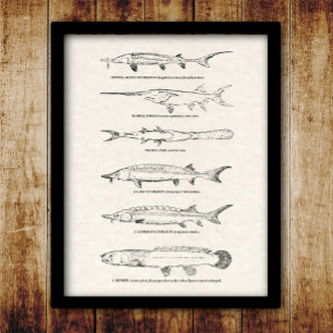Poster Carta dos peixes do vintage - esturjão e
