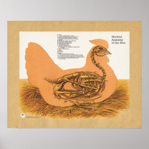 Poster Carta esqueletal da anatomia da galinha da galinha