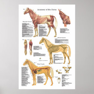 Pôster Carta esqueletal do veterinário da anatomia do