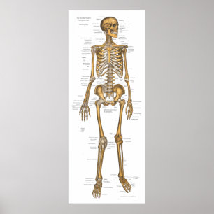 Poster Carta esqueletal humana 24 x 60 da anatomia do