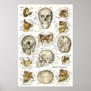 Pôster Carta humana 24 x 36 da anatomia do crânio