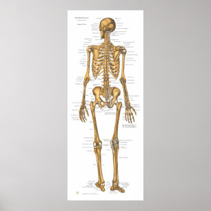Poster Carta humana da anatomia do sistema de esqueleto